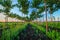 Pretty woodland, paulownia tree plantation at sunset