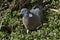 A pretty Woodpidgeon, Columba palumbus, standing at the edge of a stream eating watercrest.