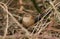 A pretty Wren Troglodytes troglodytes perched in a bramble bush.