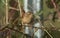 A pretty Wren Troglodytes troglodytes perched on a bramble stem.