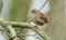 A pretty Wren Troglodytes troglodytes perched on a branch in a tree.