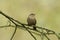 A pretty Wren, Troglodytes troglodytes, perched on a branch in a tree.