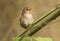 A pretty Wren Troglodytes troglodytes perched on a branch in a tree singing.