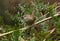 A pretty Wren, Troglodytes troglodytes, perching on bracken in woodland.