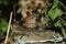 A pretty Wren Troglodytes troglodytes resting on a fence post at the edge of woodland.