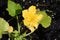 Pretty Yellow Blooming Squash Seedling in a Vegetable Garden