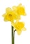 Pretty yellow daffodils on white background isolat