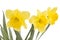 Pretty yellow daffodils on white background isolat