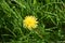 Pretty Yellow Dandelion Flowering in Lush Green Grass