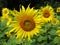 Pretty Yellow July Sunflowers in Maryland