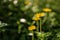 Pretty yellow petite petals of Creeping daisy on dark green leaves, known as Singapore daisy, Trailing daisy, Creeping ox-eye