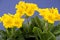 Pretty yellow primroses on blue ground