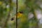 Pretty Yellow Sugarbird on a Vine