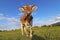 A pretty young brown dairy cow with horns and a bell licks her nose with her tongue