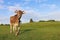 A pretty young brown dairy cow with horns and bell on a pasture in Bavaria