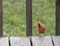 Pretty young cardinal sitting on the bottom of a deck coming to get some food