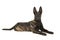 Pretty young dutch shepherd dog lying down looking at the camera