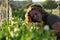 Pretty Young Female Farmer Checking on the Crops Growing in the Small Scale Organic Market Garden