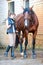 Pretty young girl owner washing her favorite bay horse`s legs