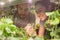 Pretty young smiling greenhouse worker looking at blooming strawberry