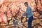 Pretty young woman with a vintage bike using her mobile phone on cherry field in springtime