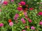 Pretty Zinnia Flowers in the Garden