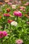 Pretty Zinnia Flowers, with a Shallow Depth of Field