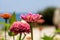 Pretty Zinnia Flowers, with a Shallow Depth of Field