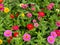 Pretty Zinnia Garden in Summer in July