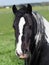 Prety Gypsy Cob Headshot