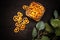 Pretzels in a transparent jar on a dark background