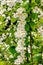 Preview plant twig flower blooming jasmine