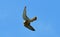 Prey Goshawk Flying Bird.Hawk on the wing.