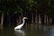 Prey stalking egret