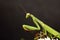 Preying Mantis