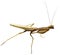 Preying Mantis 2