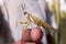 Preying Mantis