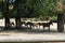 Prezhevalsky`s horses hide in the shade from the hot sun