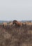 Prezivalsky`s wild horses in a field in the Chernobyl Exclusion Zone.