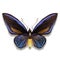 Priam`s Blue Birdwing butterfly illustration with black velvet and blue wings from Solomon islands