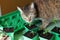 Pricking out physalis. Gardening as a hobby. Brown tabby cat inspects plants repotted by its person