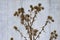 Prickle plant  arctium minus  lesser burdock dried flowers on gray mortary background. Selective focus