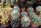 Prickly Baby Cactus Plants