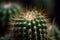 Prickly Beauty: Closeup of Cactus Spines on a Background. Perfect for Posters and Web.