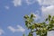 A prickly branch of rose hips with unripe fruits against the sky