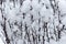 Prickly branches in snow close up in winter forest. Freeze and snow bachround. Winter weather concept.