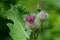 Prickly burdock buds on a green stalk of a bush with leaves