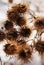 Prickly burdock seed baskets in close up in winter time natrural wild environmental