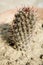 Prickly cactus closeup shot