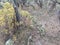 Prickly Cactus in Desert with Sagebrush